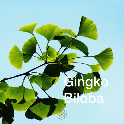 Gingko Biloba