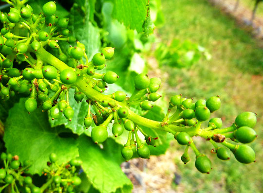 A similar view shortly after flowering showing the “set”. The retarded growth of some infertile berries is already apparent