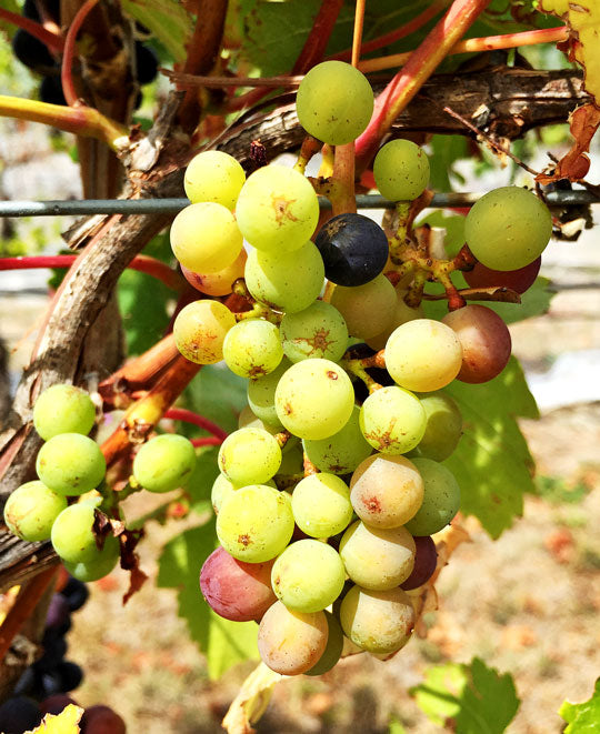A bunch of pinot noir at the time of thinning – start of veraison