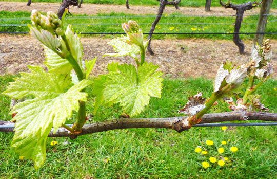 A vine with non-frosted shoots on the left and frosted shoots on the right