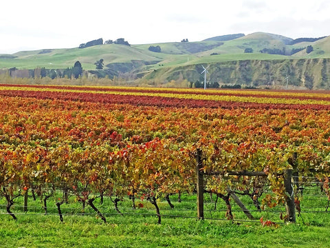 The Pegasus Bay Vineyard River Block in late autumn; the coloured stripes clearly showing the difference between red and white grape vines.