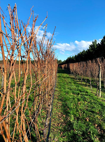 Bare Pinot Noir canes at Pegasus Bay Vineyard during winter