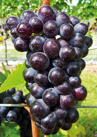 A bunch of pinot noir hang out after rain