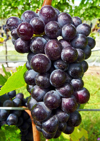 A grappe with its pinot noir grapes