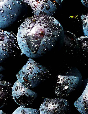 The grapes behind 5-star Pegasus Bay Pinot Noir