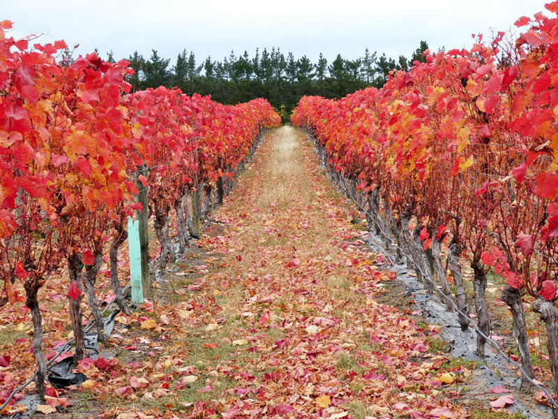 The fire of autumn at Pegasus Bay