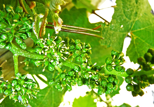 A grape inflorescence starting to flower.