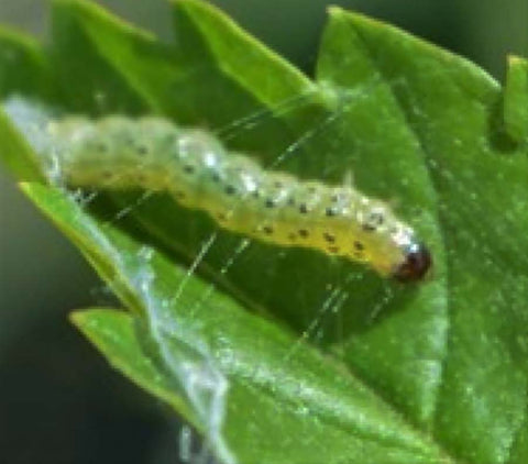 A leafroll caterpillar with its web, starting to turn up a leaf.