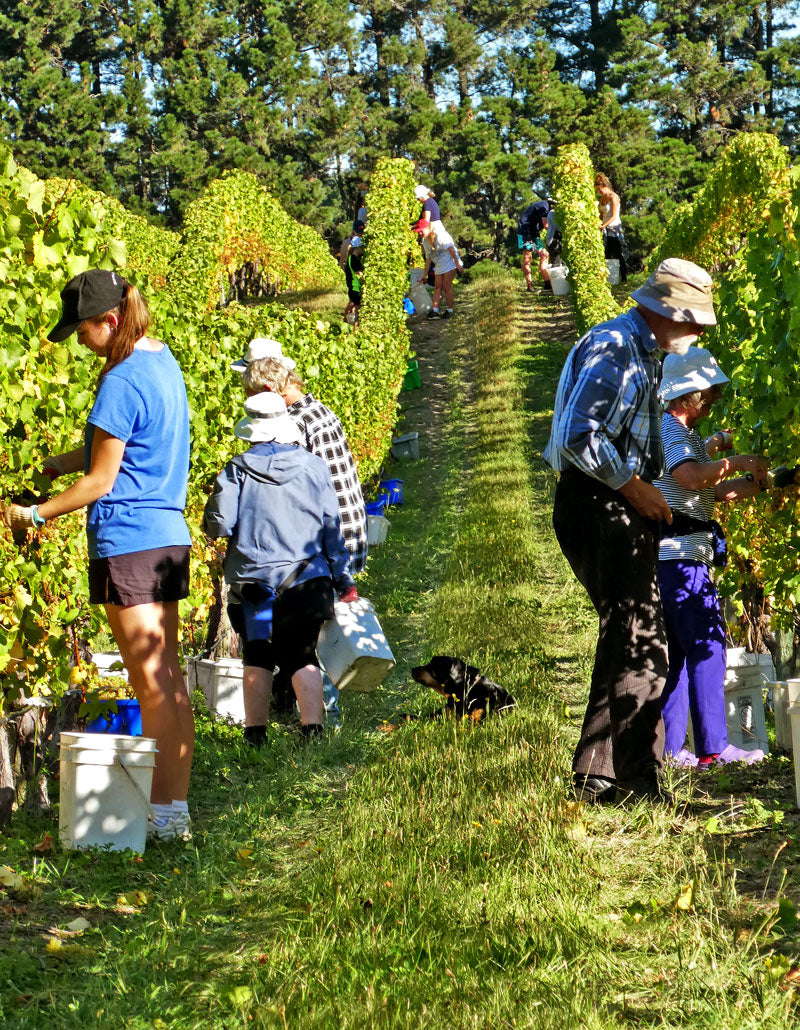 Harvesting 2016 chardonnay at Pegasus Bay