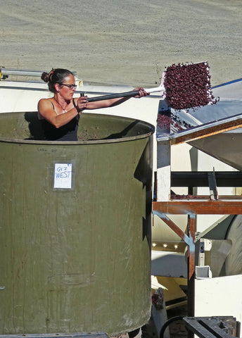 Woman power! Marie, assistant winemaker at Pegasus Bay, unloads Pinot Noir skins from a vat following fermentation.