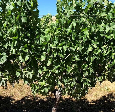 Merlot vine showing exposure of grapes to sunlight before leaf plucking