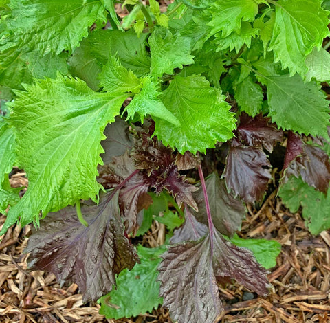 Green and red shiso, ‘Japanese basil’ is used as a salad green or preserved and served with fish.