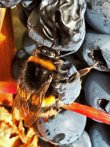 Bee on grapes.