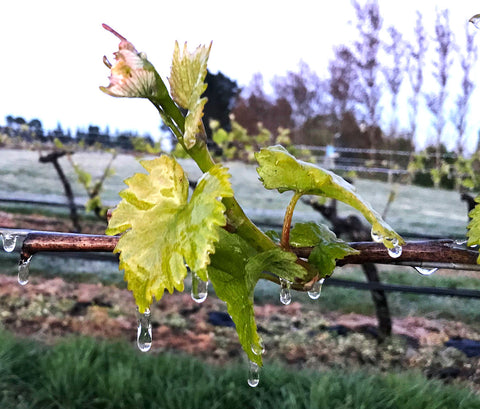 Ice-melting from a grapevine shoot after overnight frost protection by water sprinklers