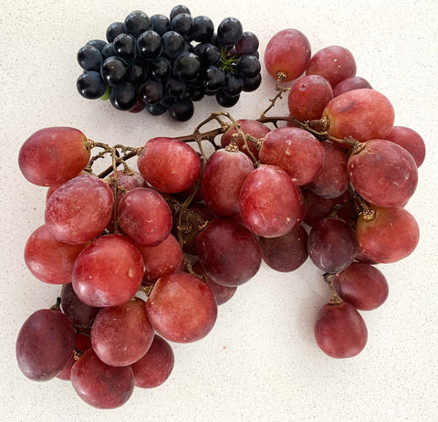 A bunch of pinot noir wine grapes (above) compared with table grapes (below). Note the difference in berry and bunch sizes.