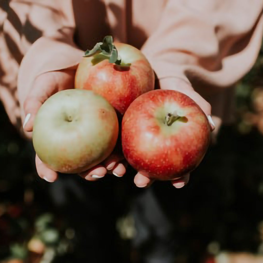 fall apple picking