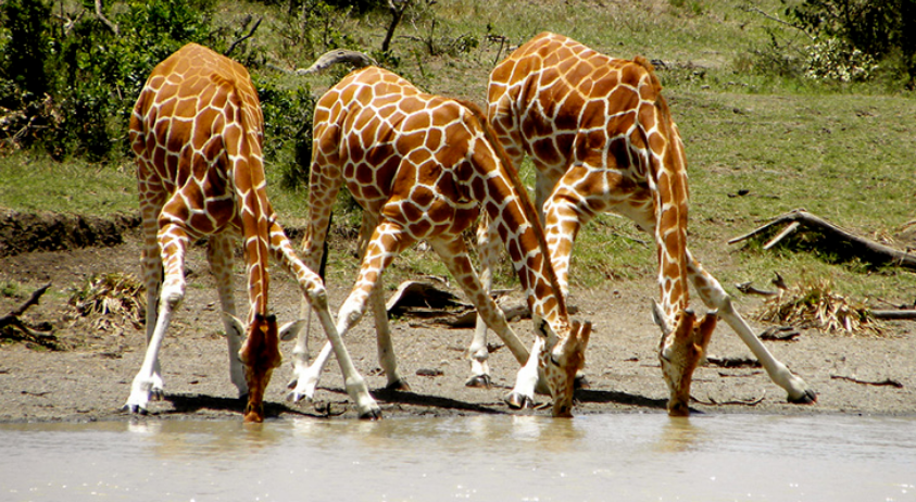 5 facts about giraffes | How does Giraffe drink water