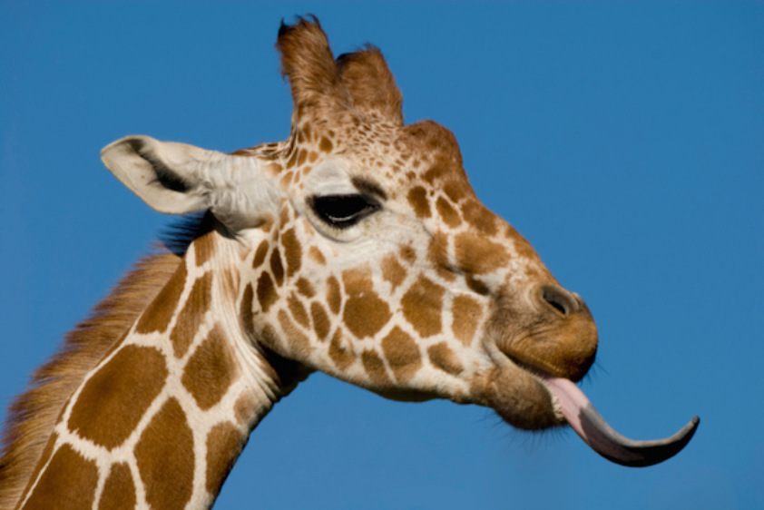 Giraffes have black tongues