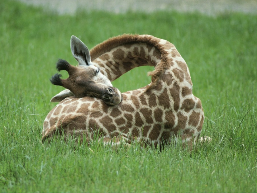 How giraffes sleep