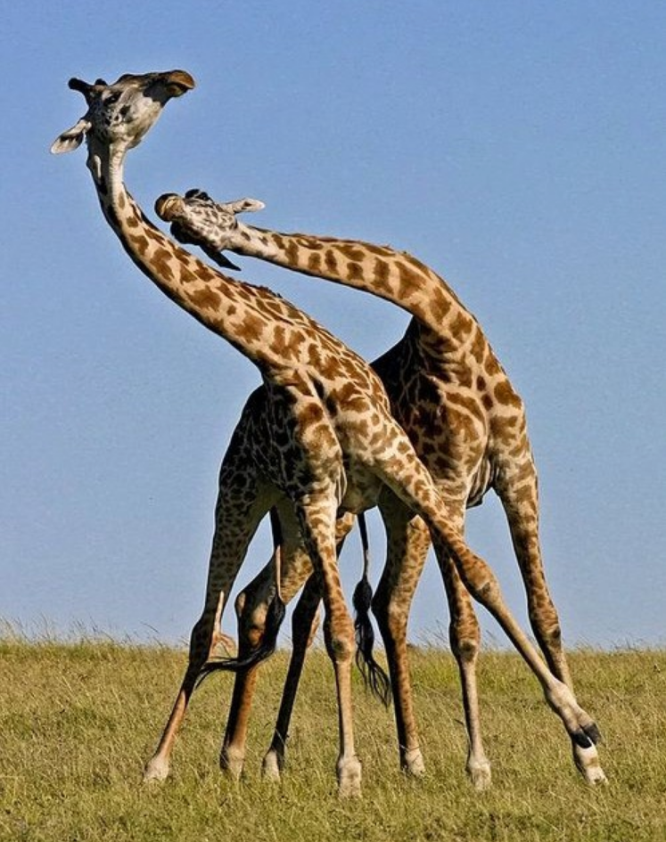 Male giraffes fighting with their necks