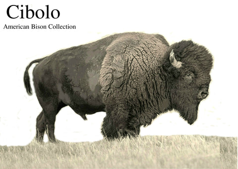 Cibolo - American Bison Collection from Loma Vista of Texas - Bison "In the raw" interiors