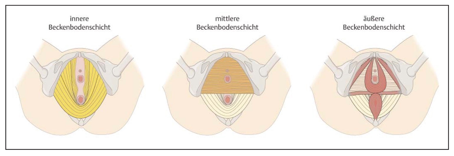 Beckenbodenschichten