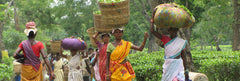 Tea Pickers Harvesters India Tea Estates