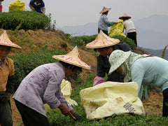 Chinese Tea Pickers Black Loose Leaf Jasmine Tea