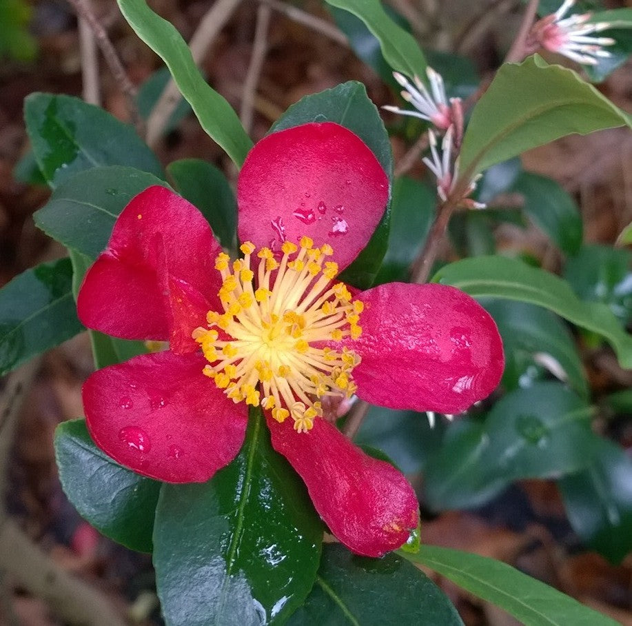 Camelia Chris Cringle winter blooming red