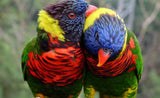 Rainbow Lory