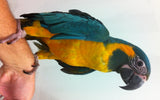 Blue Throated Caninde Macaw