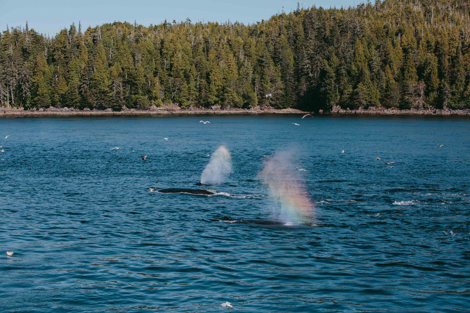 whale watching prince rupert mike seehagel