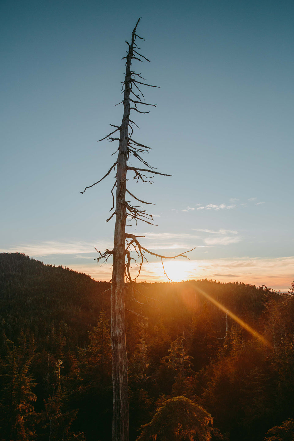 tall trees hike prince rupert mike seehagel