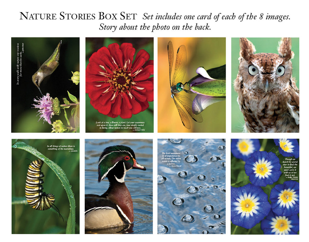 Nature Stories Greeting Cards - Carol Freeman Photography