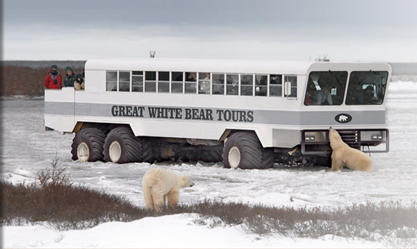 Great White Bear Tour Bus in Manitoba, Canada