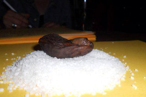 The sourtoe cocktail club human toe on display on a mound of salt.