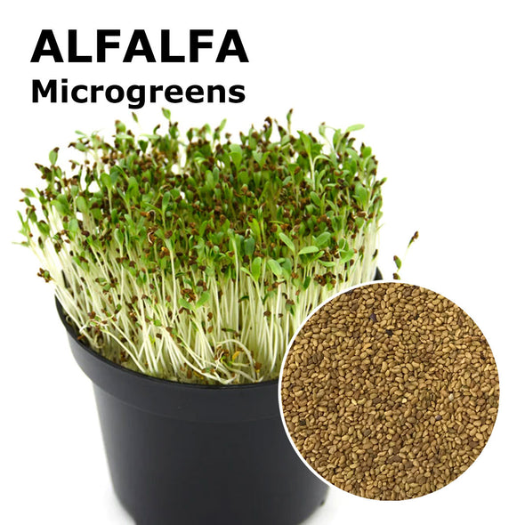 Microgreen seeds - Alfalfa Demetra