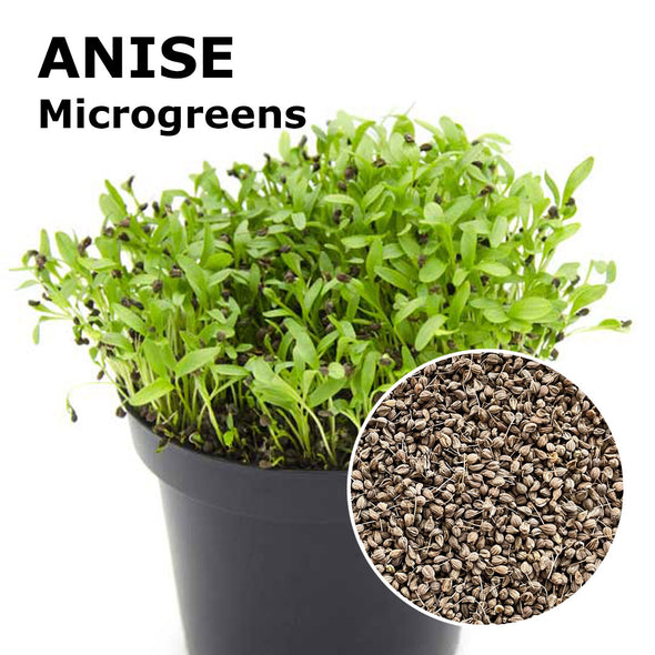 Microgreen seeds - Anise Angel