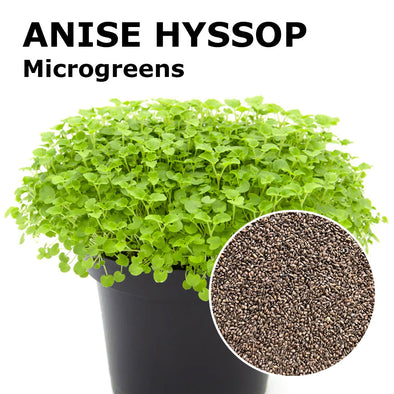Microgreen seeds - Anise hyssop Turquoise