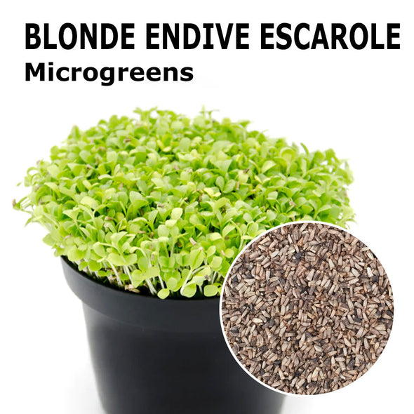 Microgreen seeds - Blonde endive escarole Cupido