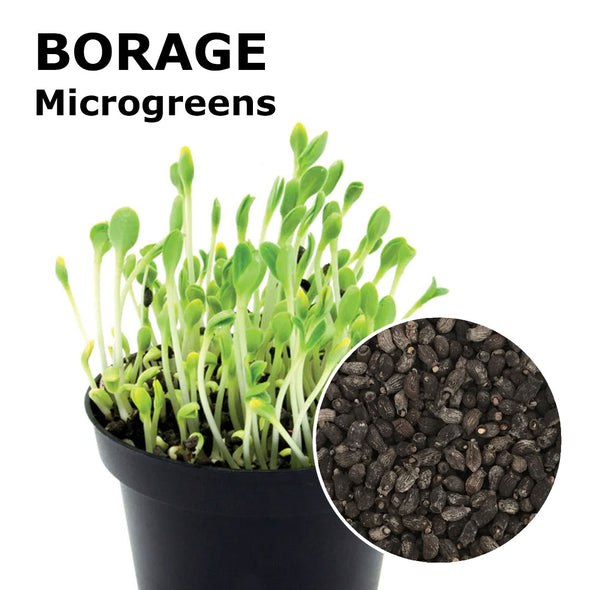 Microgreen seeds - Borage Emerald