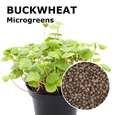 Microgreen seeds - Buckwheat Sinai