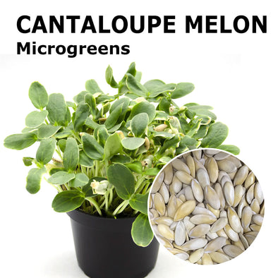 Microgreen seeds - Cantaloupe melon Coco