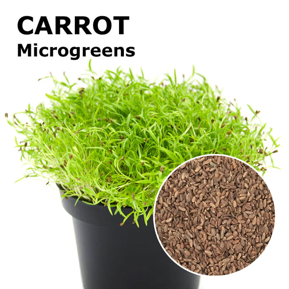 Microgreen seeds - Carrot Peline