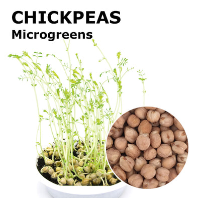 Microgreen seeds - Chickpeas Magno