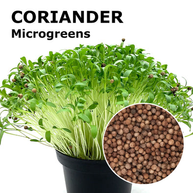 Microgreen seeds - Coriander Bombei