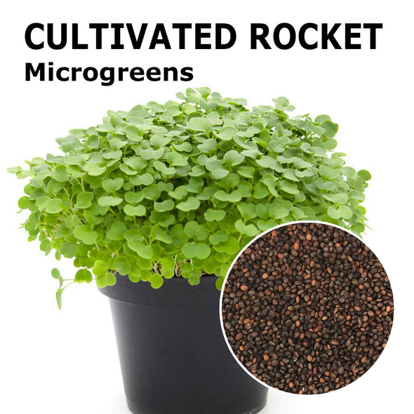 Microgreen seeds - Cultivated rocket Matisse