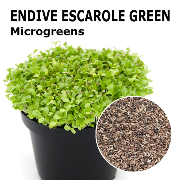 Microgreen seeds - Endive escarole Green