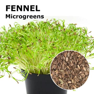 Microgreen seeds - Fennel Napo
