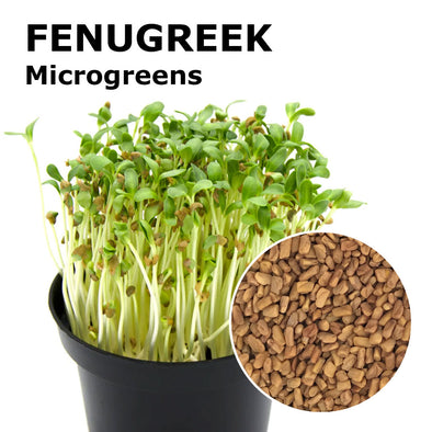 Microgreen seeds - Fenugreek Perseo